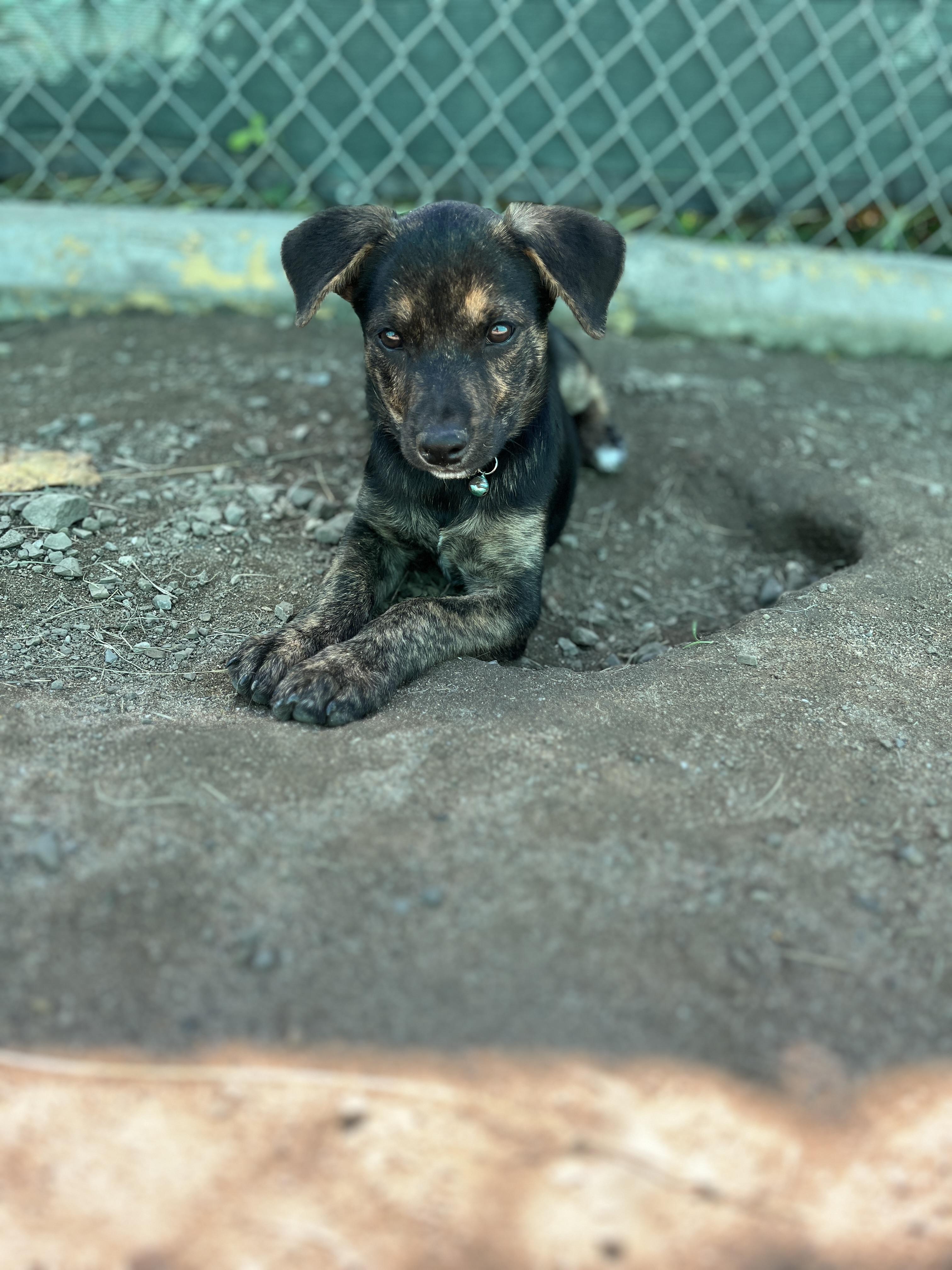 Mozz, ADOPTABLE, Puppy Male Mixed Breed.