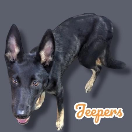 Jeepers, Adoptable, Young Male German Shepherd Dog.