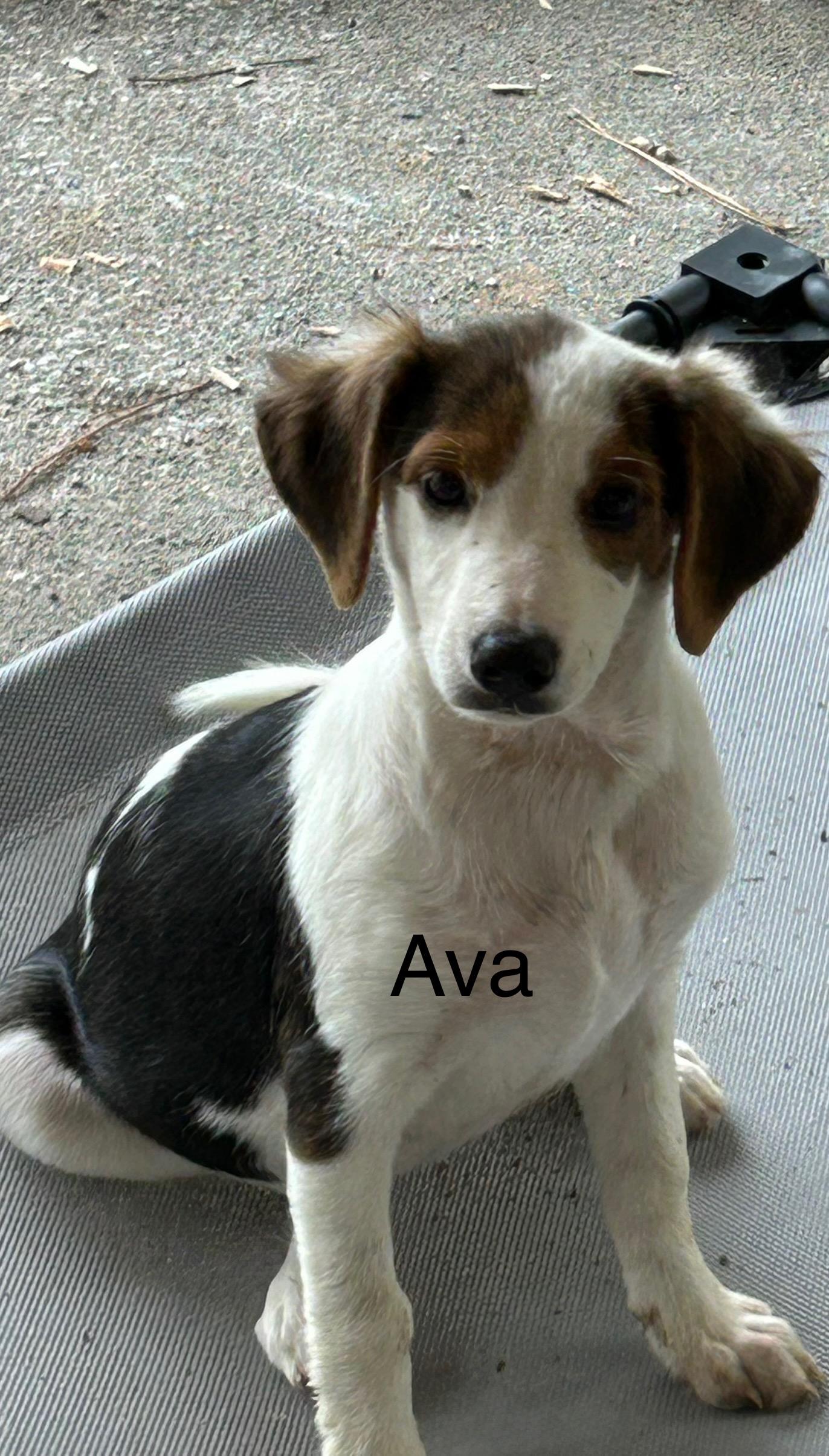 Enlarge Ava, a Adoptable Mixed Breed in Springfield, IL image 1/1