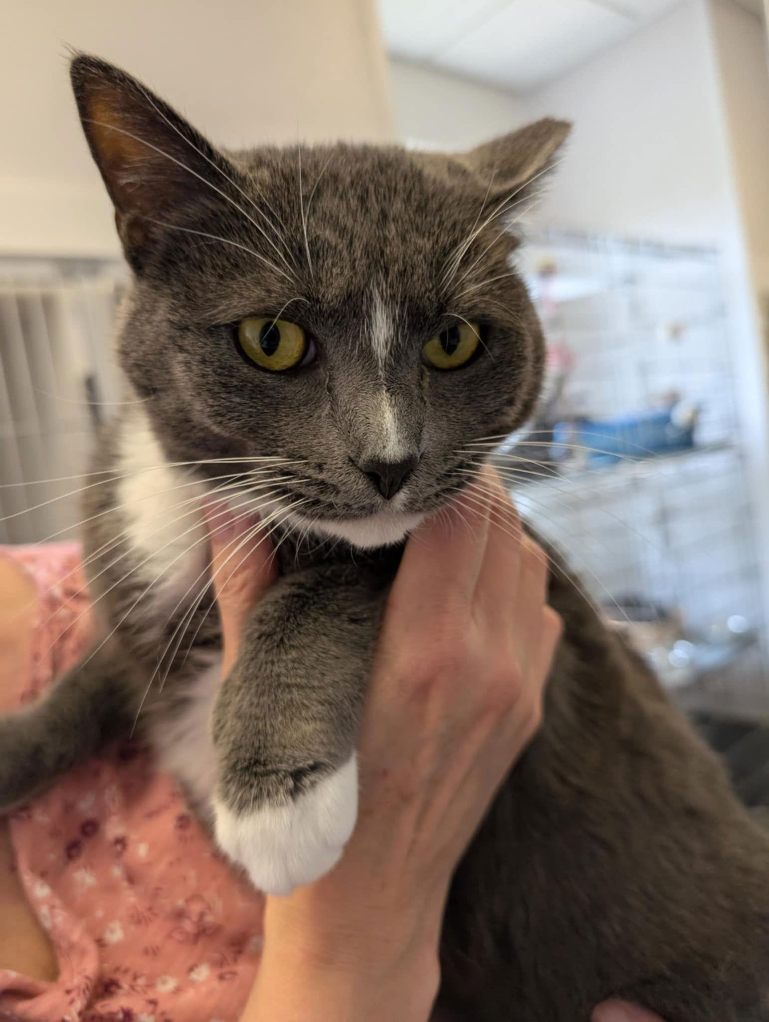 Kiki, Adopted, Adult Female Domestic Short Hair.