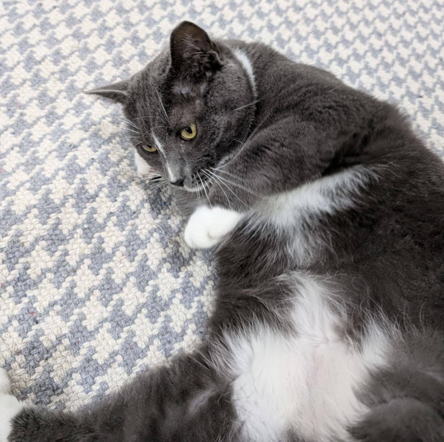 Enlarge Kiki, a Adopted Domestic Short Hair in King George, VA image 3/3