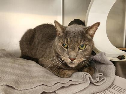 Enlarge Sarge, a Adoptable mixed breed in Georgetown, TX image 1/2