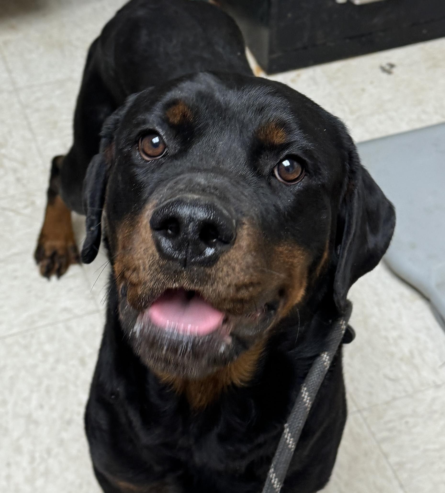 Harlan, adopted, Adult Male Rottweiler.
