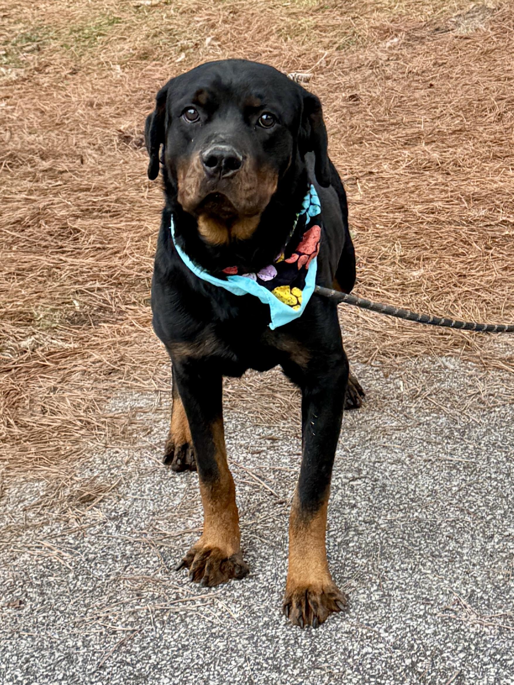 Enlarge Harlan, an adopted Rottweiler in Sumter, SC image 2/2