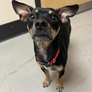 Milo, Adoptable, Adult Male Chihuahua.