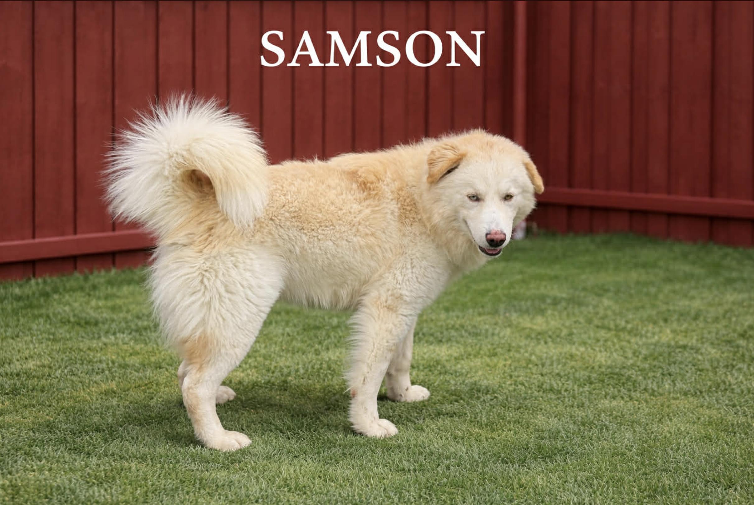 Samson — thumbnail 3