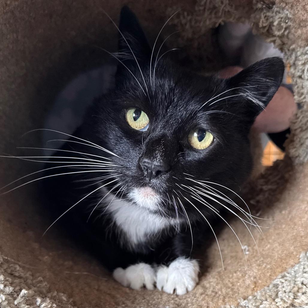 Sophie, Adoptable, Senior Female Domestic Short Hair & Domestic Short Hair.