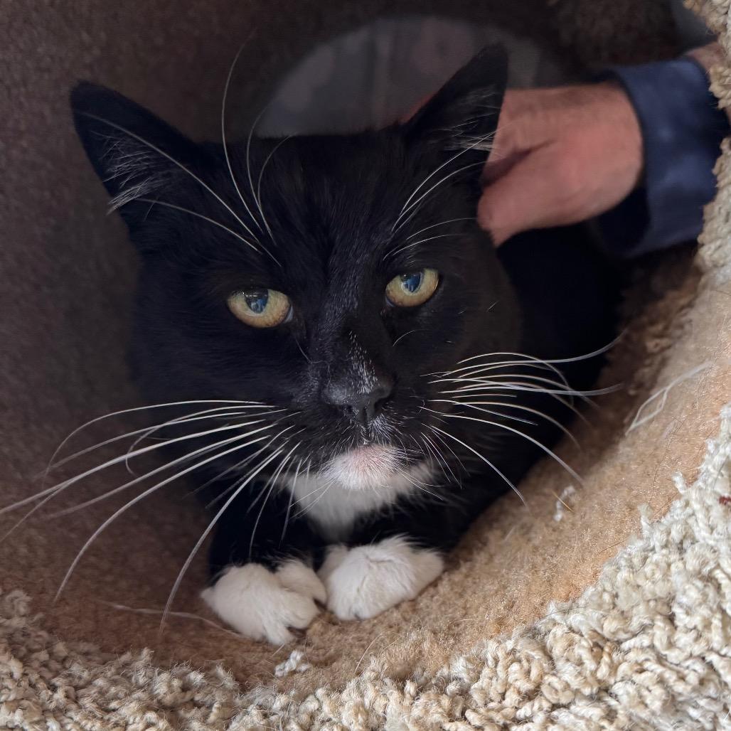 Enlarge Sophie, a Adoptable mixed breed in Port Angeles, WA image 3/6