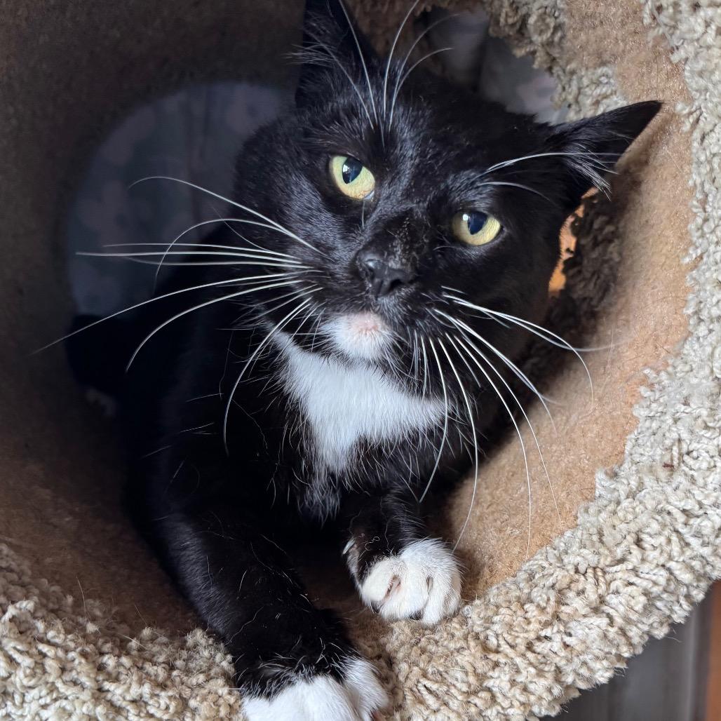 Enlarge Sophie, a Adoptable mixed breed in Port Angeles, WA image 4/6