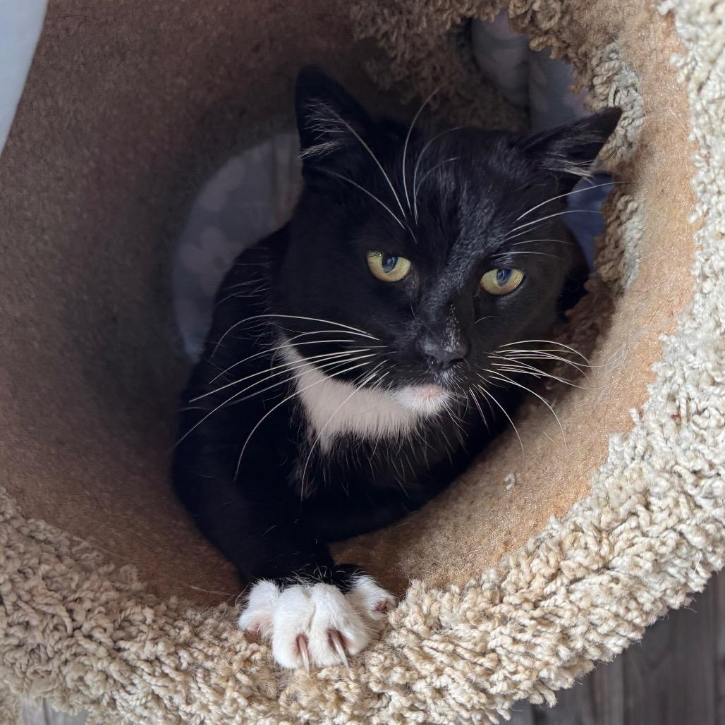 Enlarge Sophie, a Adoptable mixed breed in Port Angeles, WA image 5/6