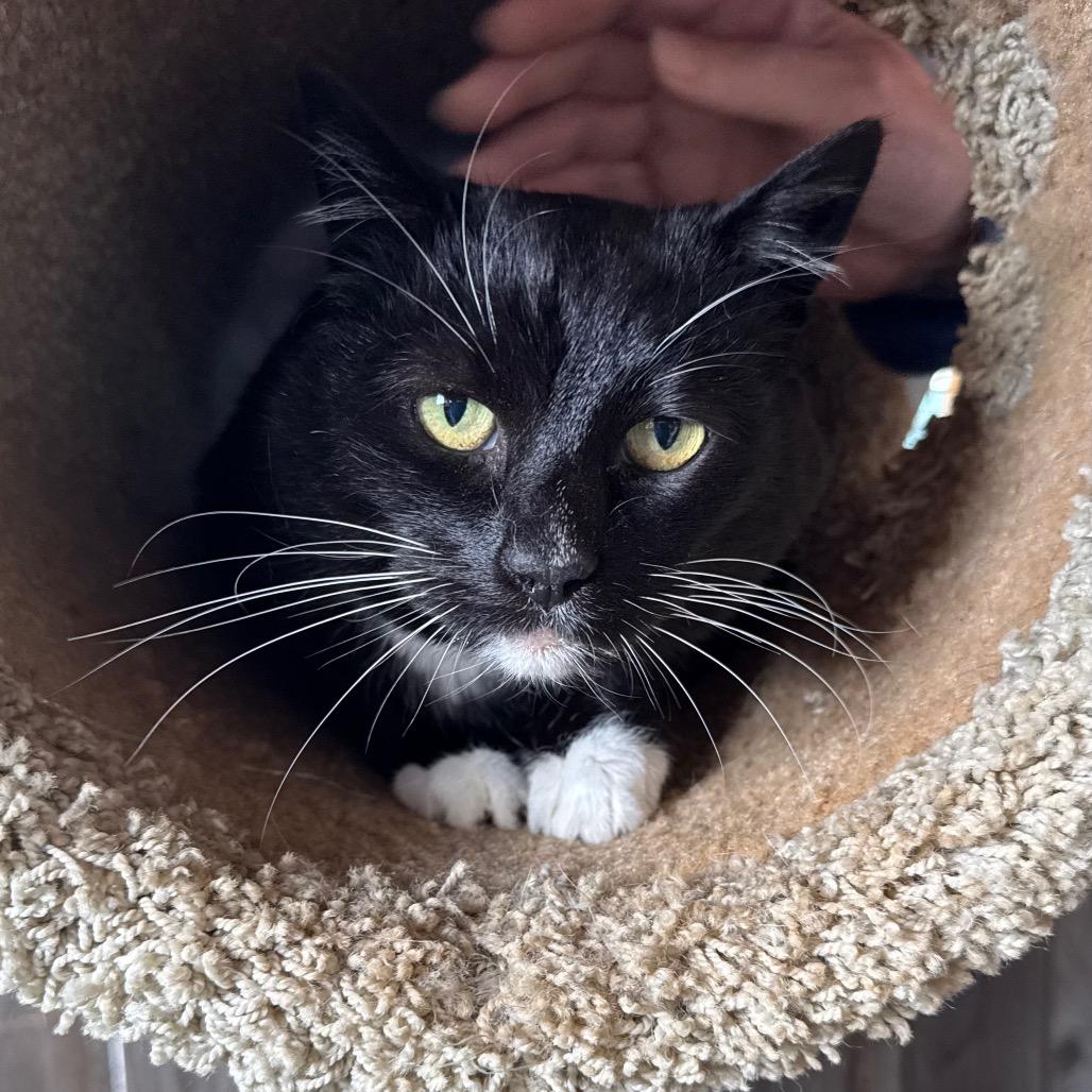 Enlarge Sophie, a Adoptable mixed breed in Port Angeles, WA image 6/6