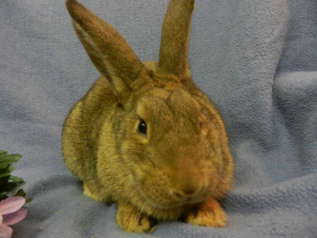 Prentice, a Adoptable New Zealand in Plymouth, MI image 1/10