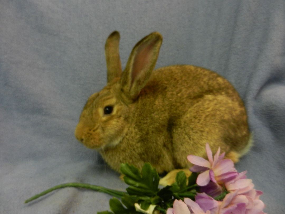 Prentice, a Adoptable New Zealand in Plymouth, MI image 2/10