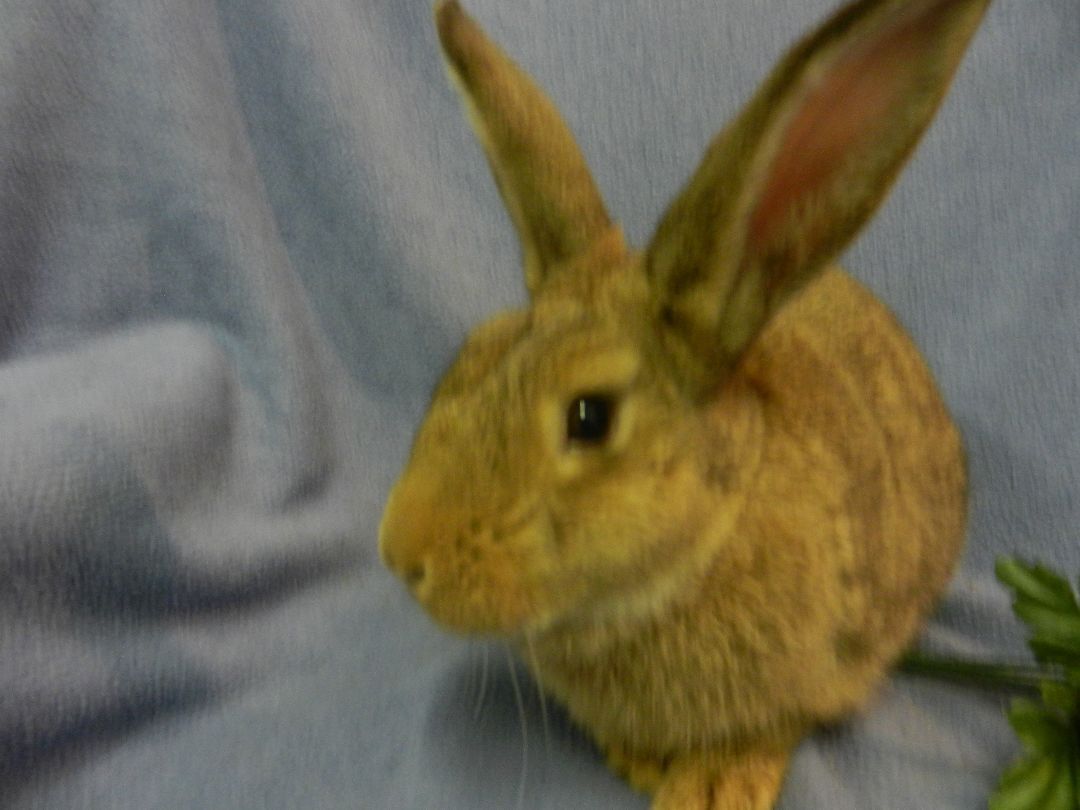 Prentice, a Adoptable New Zealand in Plymouth, MI image 3/10