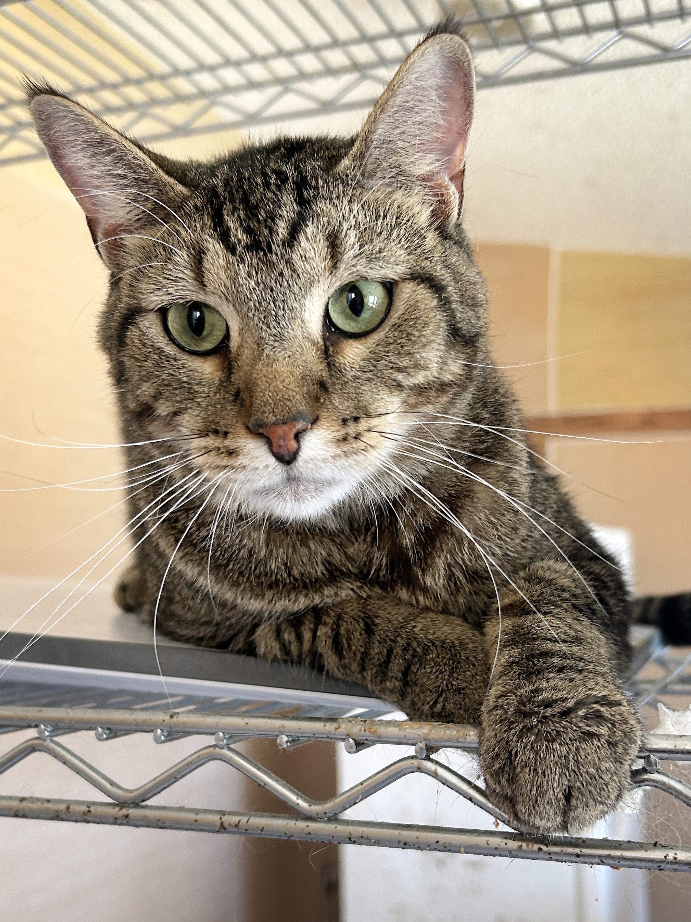 Mambo Wambo, Adoptable, Adult Male Tabby & American Shorthair.