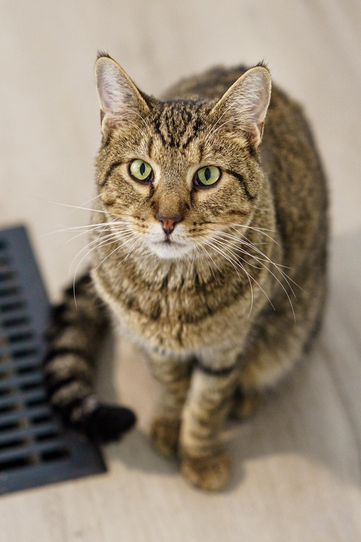 Enlarge Mambo Wambo, a Adoptable mixed breed in Marble Falls, TX image 2/4