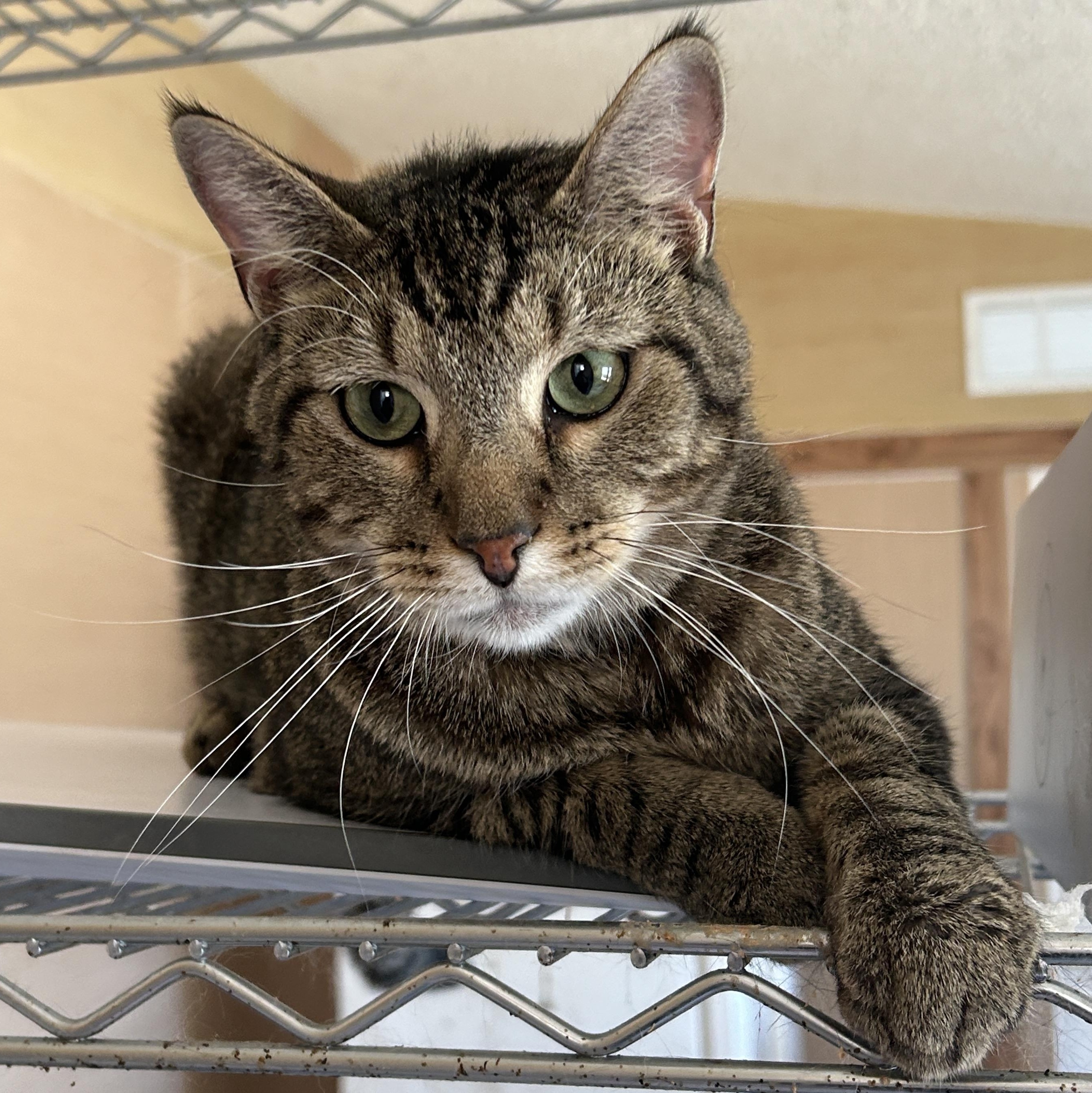 Enlarge Mambo Wambo, a Adoptable mixed breed in Marble Falls, TX image 3/4