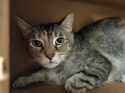 Enlarge Baby Corn, a Adoptable mixed breed in Westland, MI image 2/2