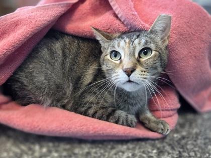 Enlarge Baby Corn, a Adoptable mixed breed in Westland, MI image 2/2