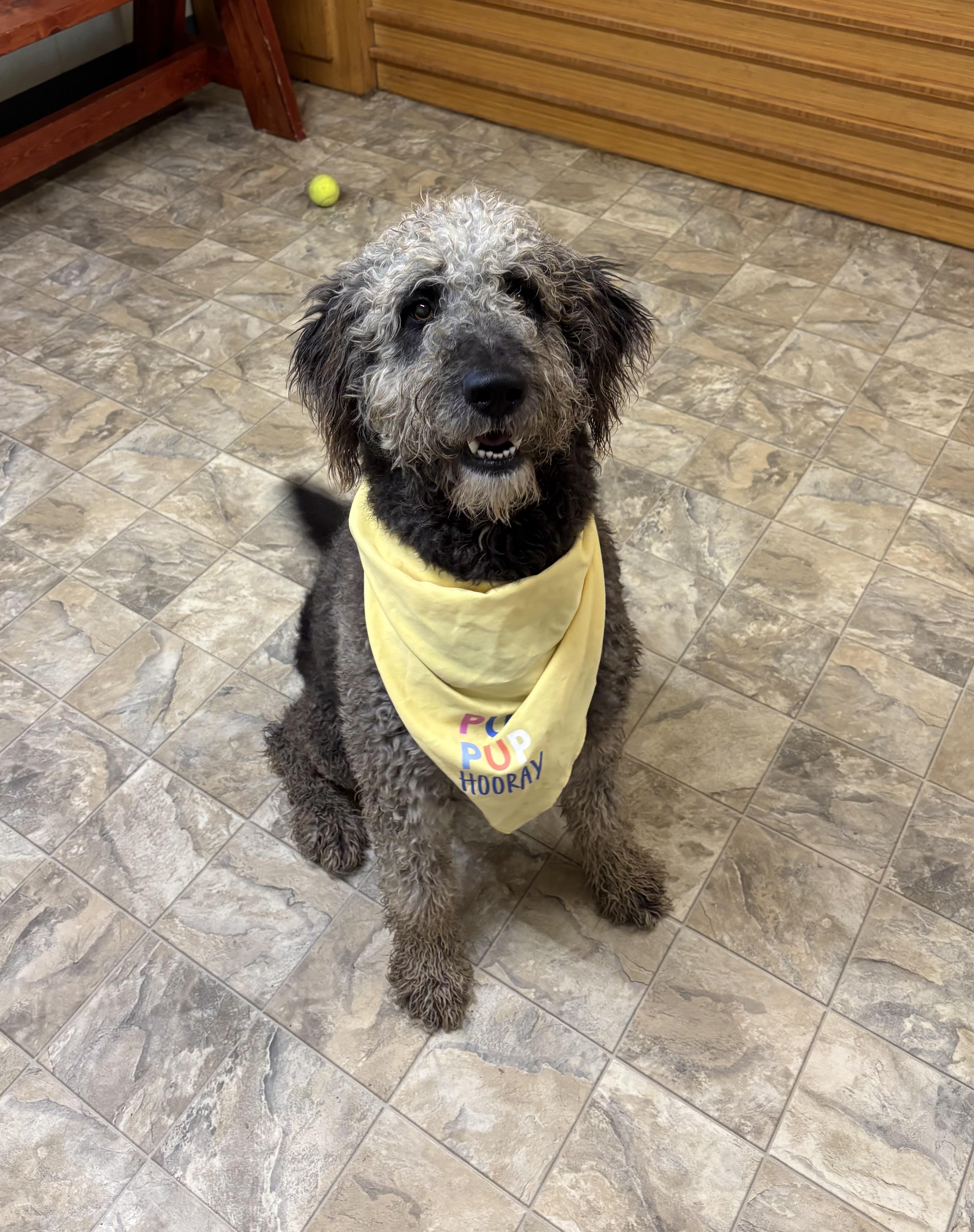 Enlarge Raccoon , an adopted mixed breed in Pilot Point, TX image 2/3