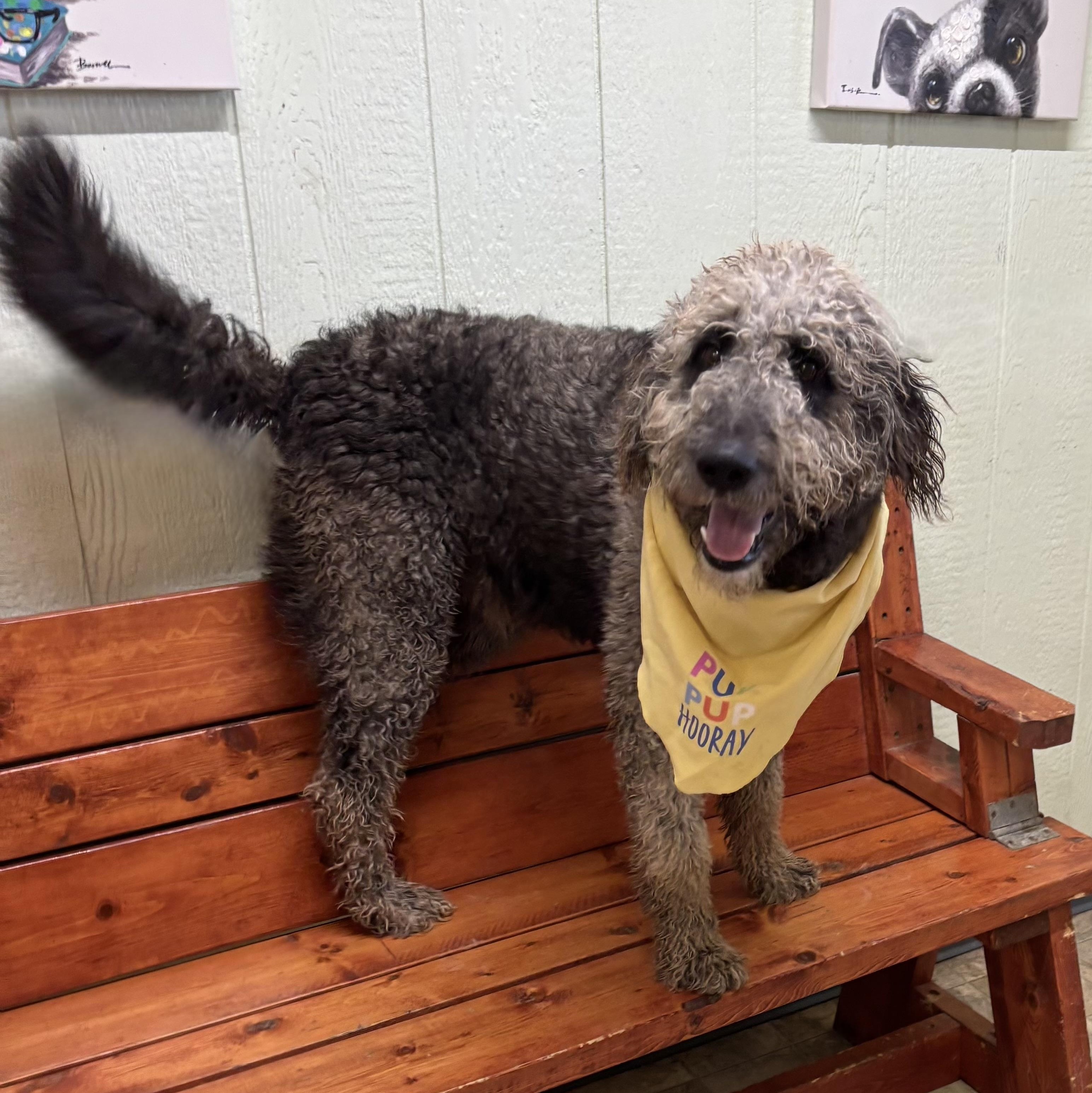 Enlarge Raccoon , an adopted mixed breed in Pilot Point, TX image 1/3