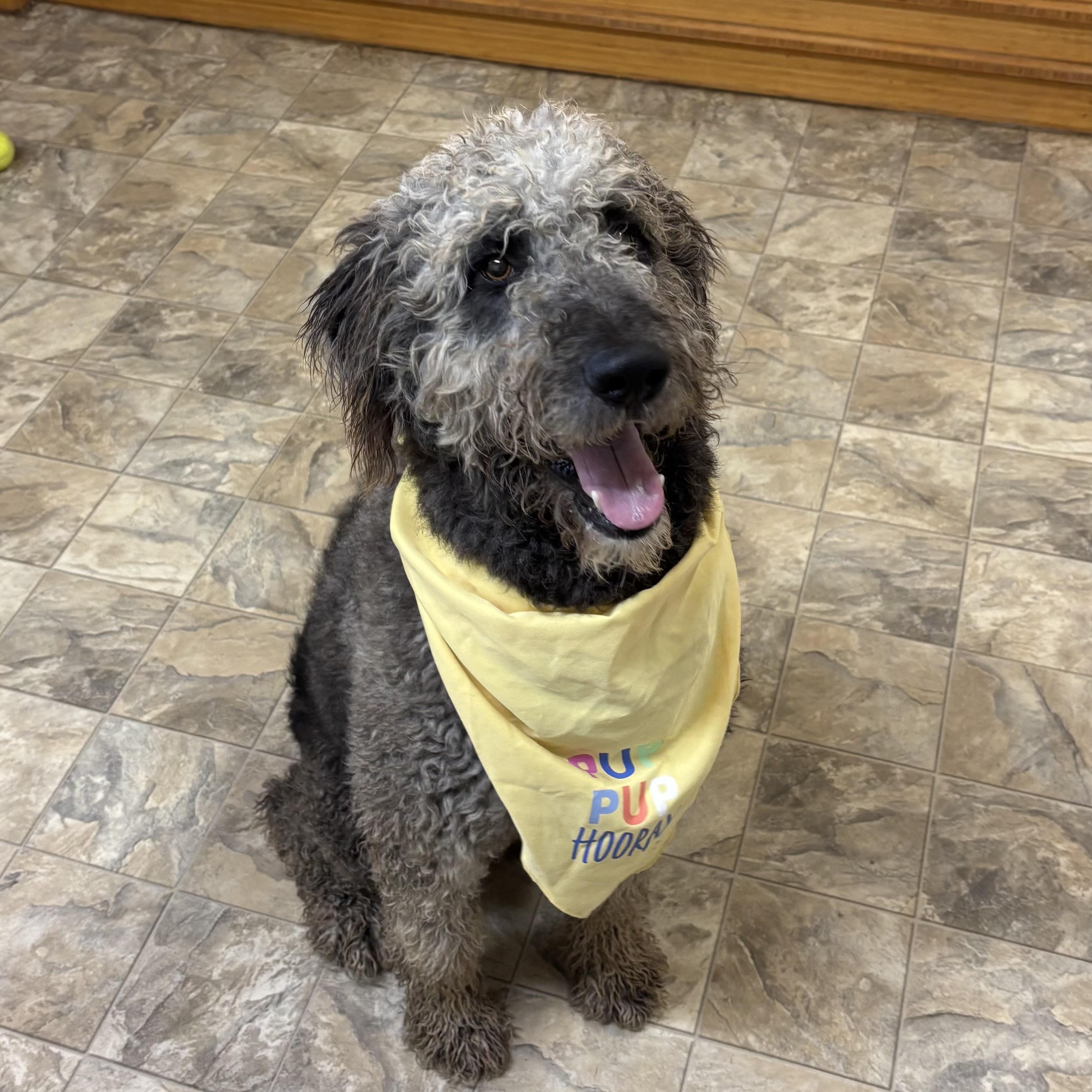 Enlarge Raccoon , an adopted mixed breed in Pilot Point, TX image 3/3
