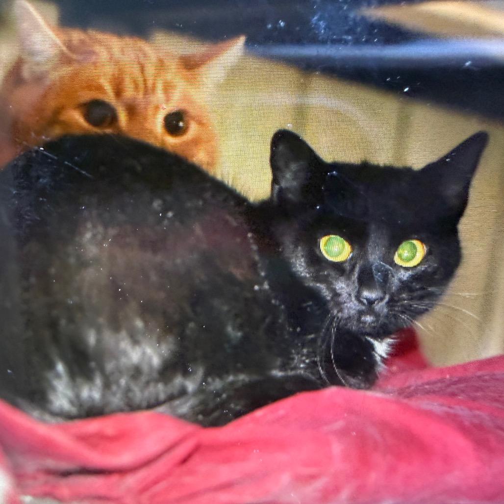 Enlarge Eunice, a Adoptable Domestic Short Hair in Melbourne, KY image 1/1