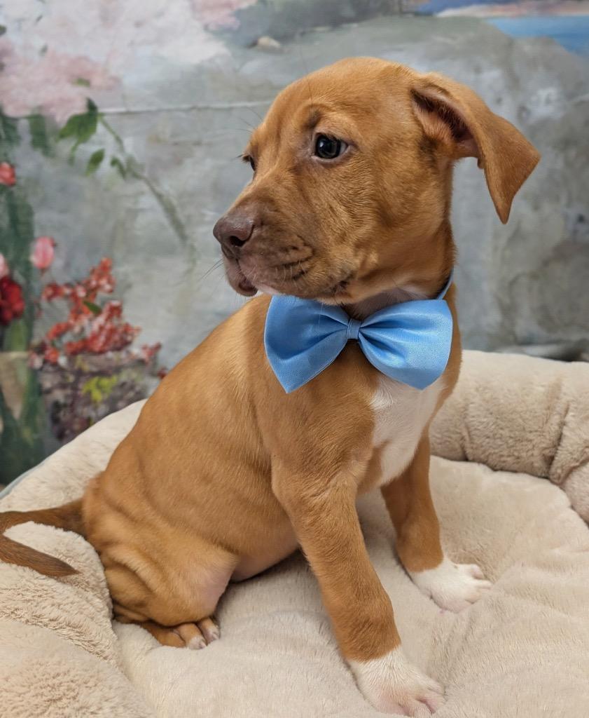 John Boy-Hansome Puppy!, Adopted, Puppy Male Black Mouth Cur & Rhodesian Ridgeback.