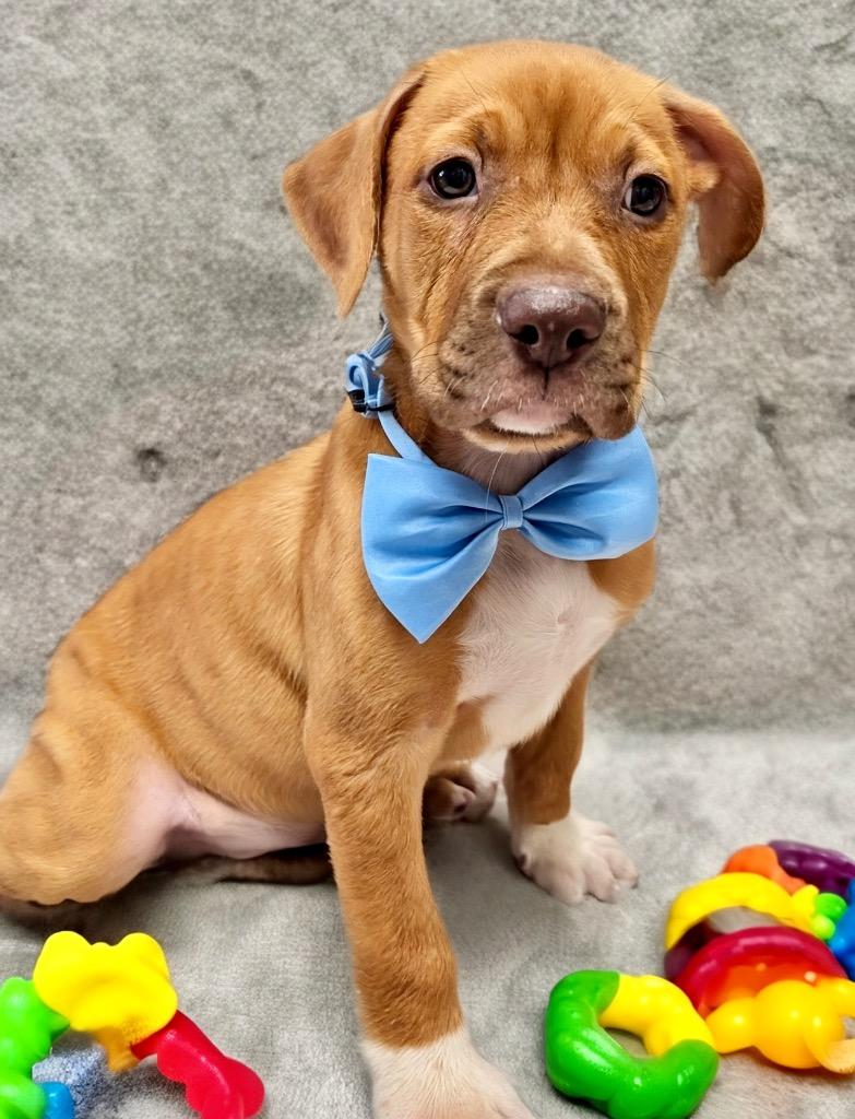 John Boy-Hansome Puppy!, a Adopted mixed breed in Fort Myers, FL image 2/2