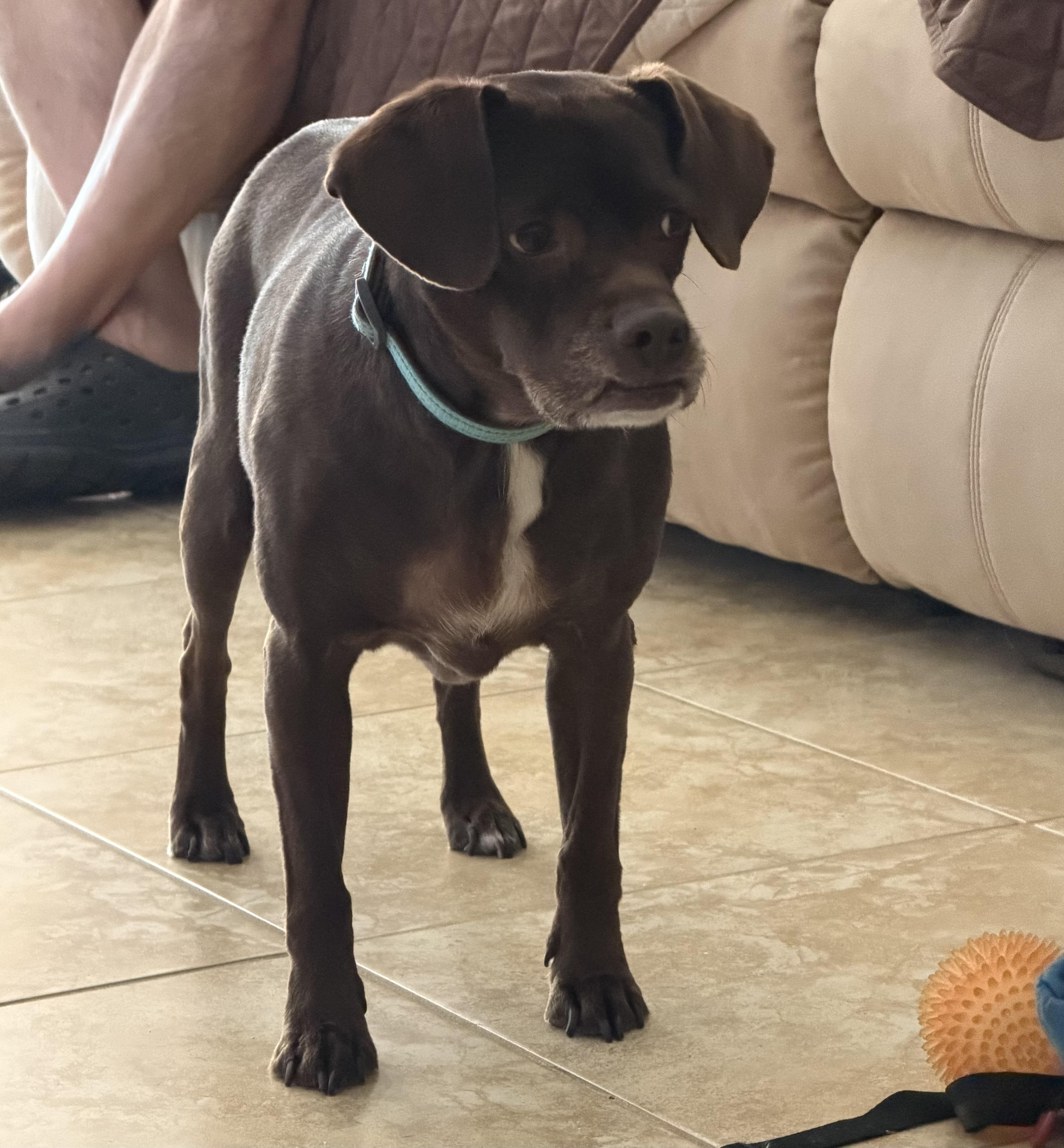 Duke, a ADOPTABLE mixed breed in Warrenton, VA image 2/6