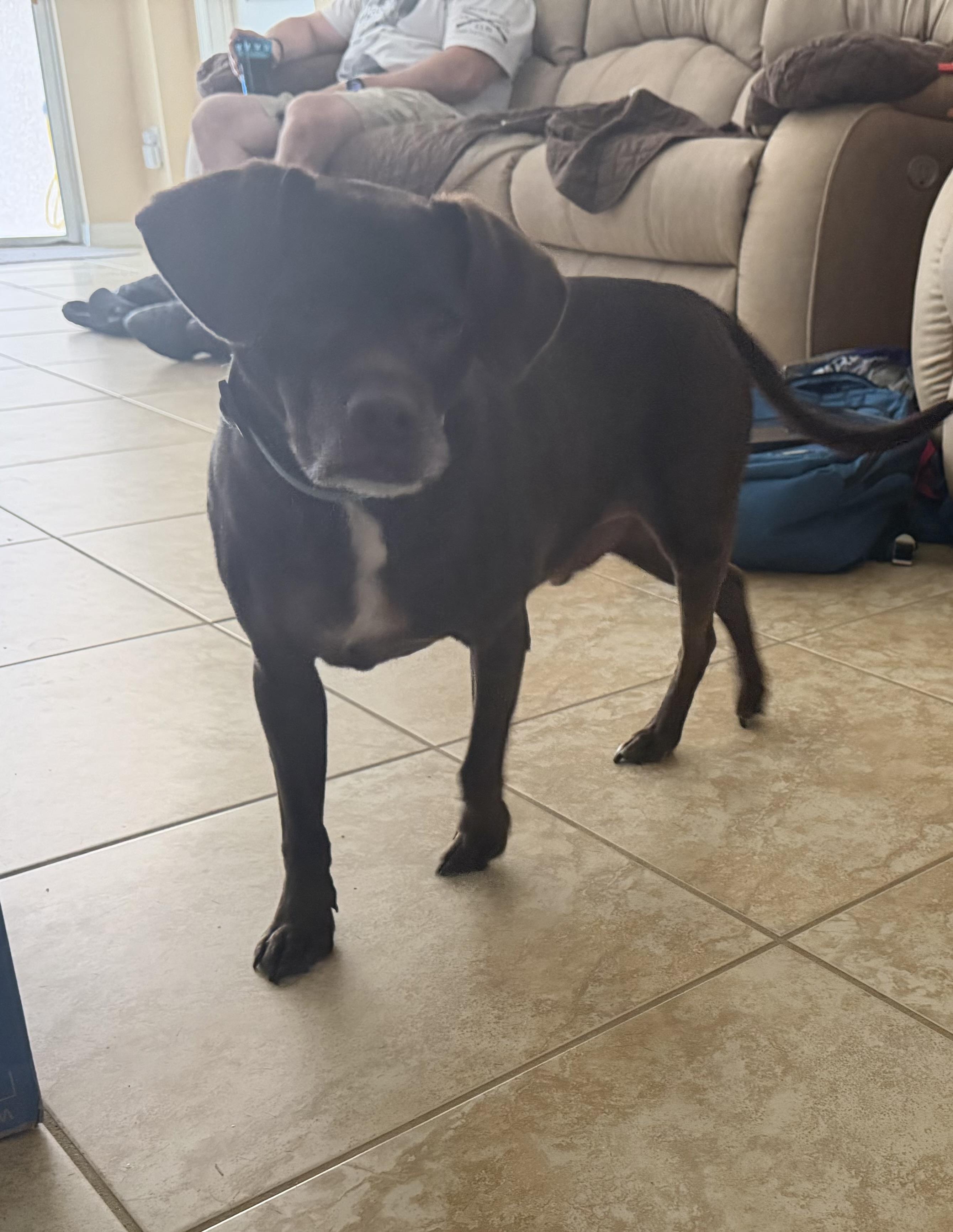 Duke, a ADOPTABLE mixed breed in Warrenton, VA image 3/6