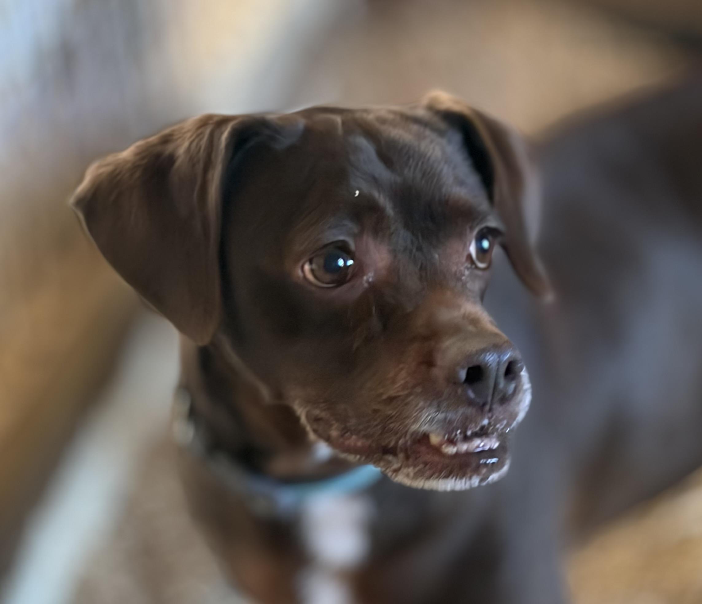 Duke, ADOPTABLE, Senior Male Chocolate Labrador Retriever & Pug.