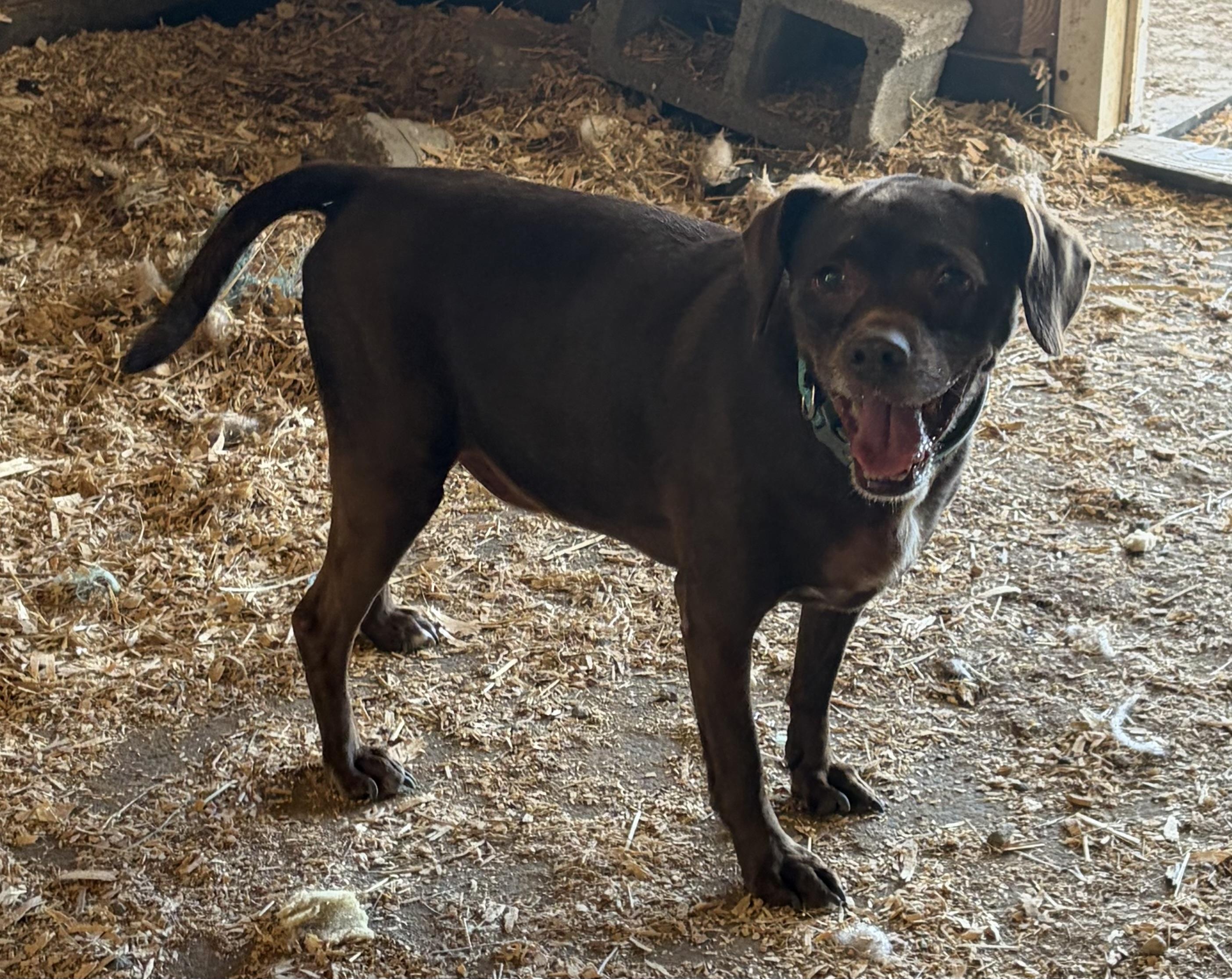 Duke, a ADOPTABLE mixed breed in Warrenton, VA image 4/6