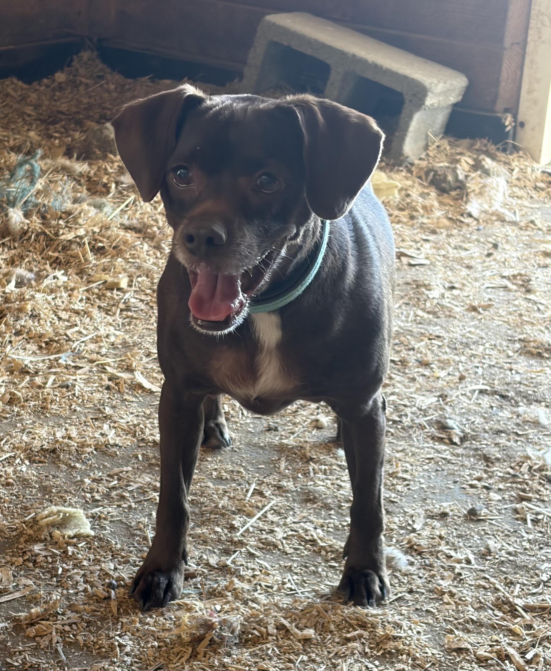 Duke, a ADOPTABLE mixed breed in Warrenton, VA image 5/6