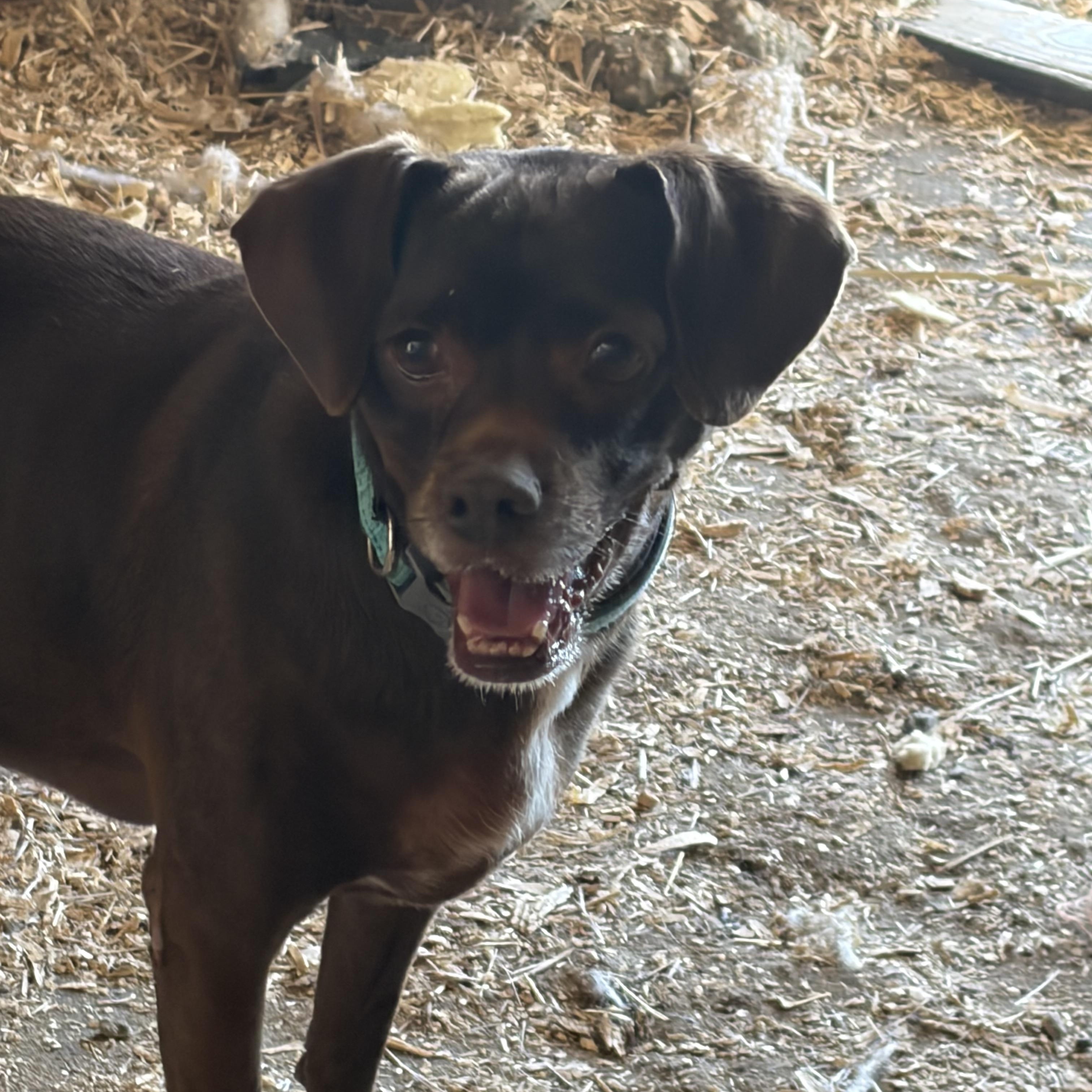 Duke, a ADOPTABLE mixed breed in Warrenton, VA image 6/6
