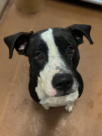 Athena, Adoptable, Adult Female Pit Bull Terrier.