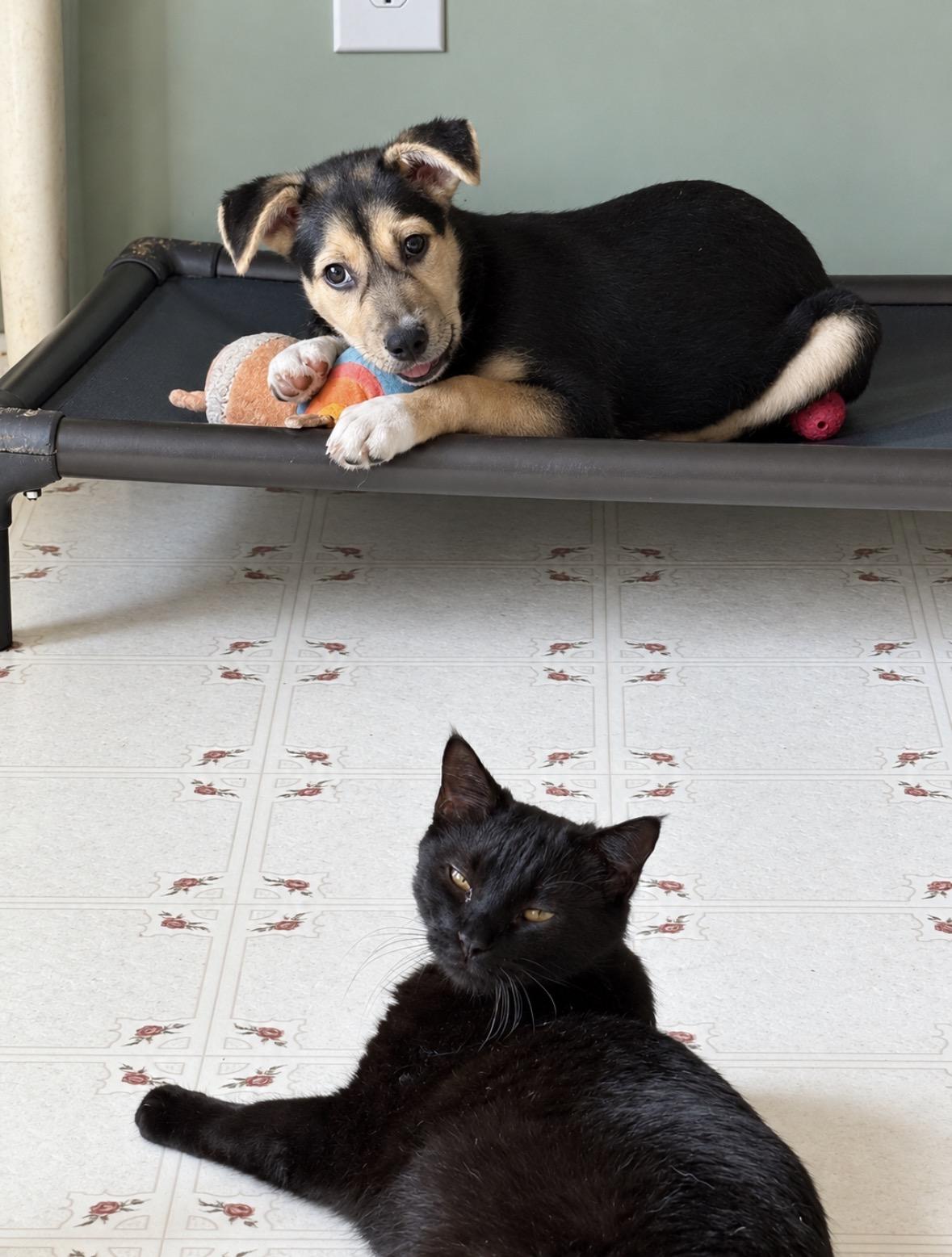 Enlarge Dolly, a Adoptable mixed breed in Ooltewah, TN image 2/6