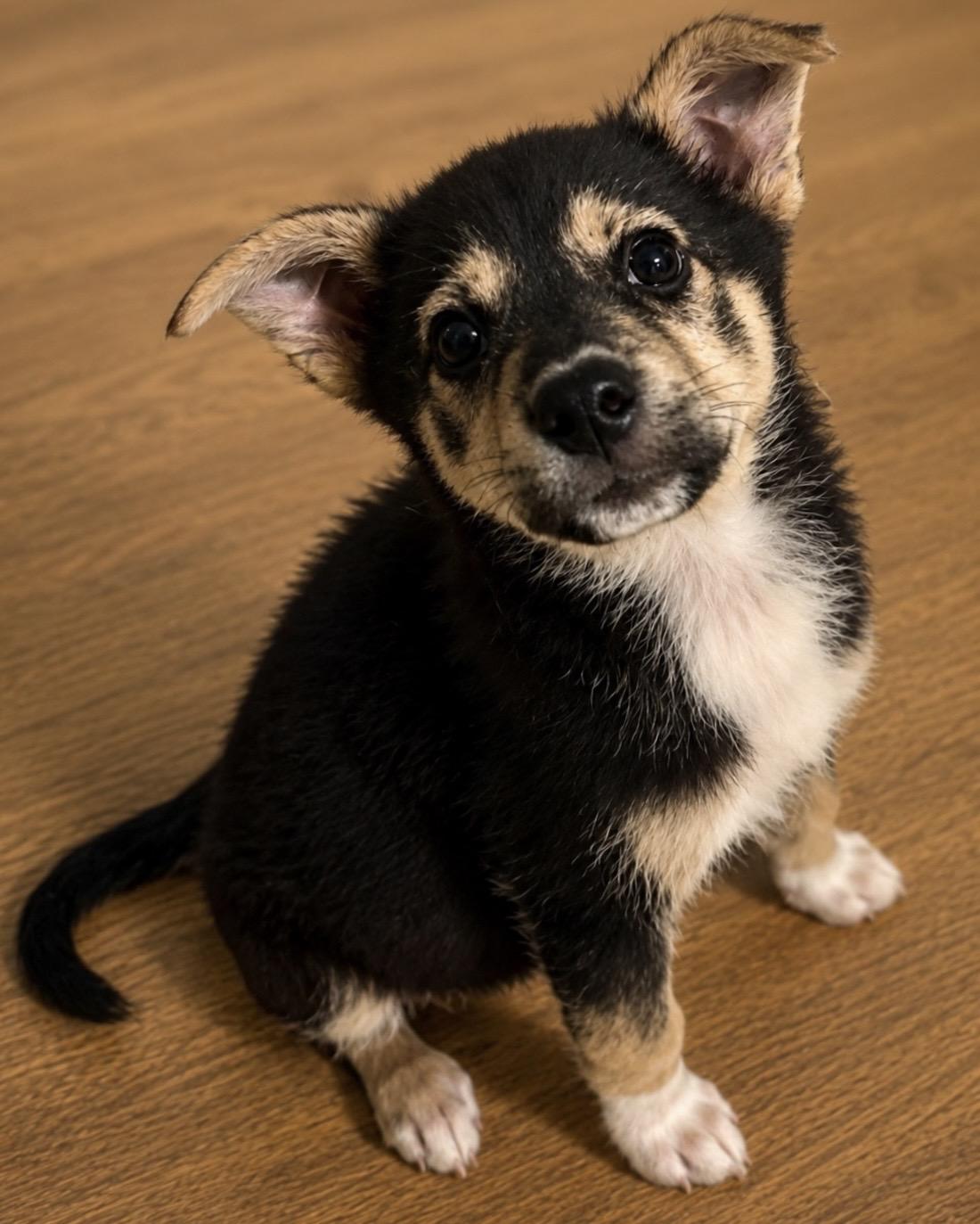 Enlarge Dolly, a ADOPTABLE mixed breed in Ooltewah, TN image 1/5