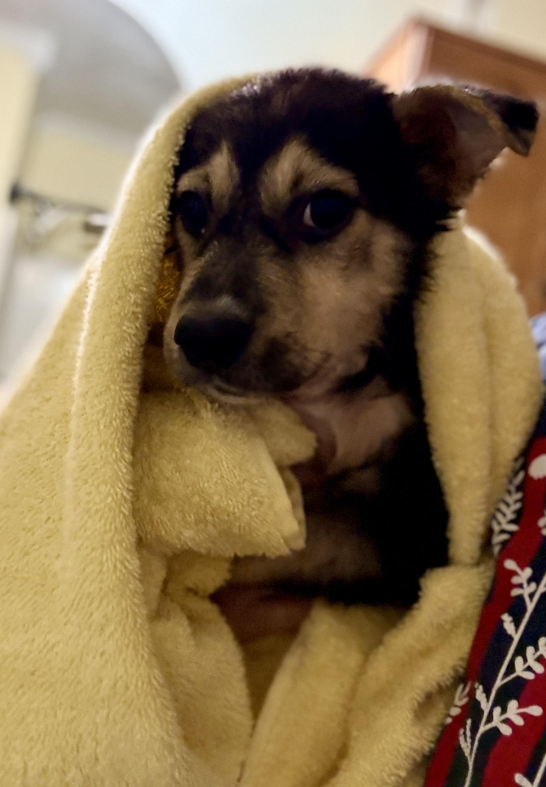 Enlarge Dolly, a ADOPTABLE mixed breed in Ooltewah, TN image 3/5