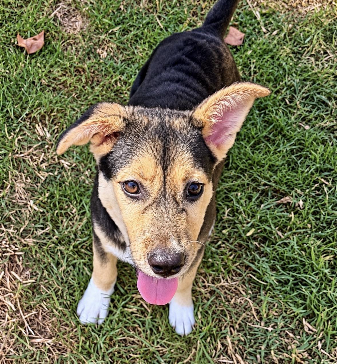 Enlarge Dolly, a Adoptable mixed breed in Ooltewah, TN image 5/6