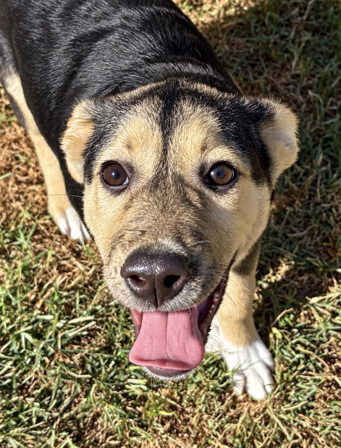 Enlarge Dolly, a Adoptable mixed breed in Ooltewah, TN image 1/6