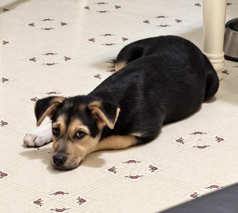 Enlarge Dolly, a Adoptable mixed breed in Ooltewah, TN image 3/6