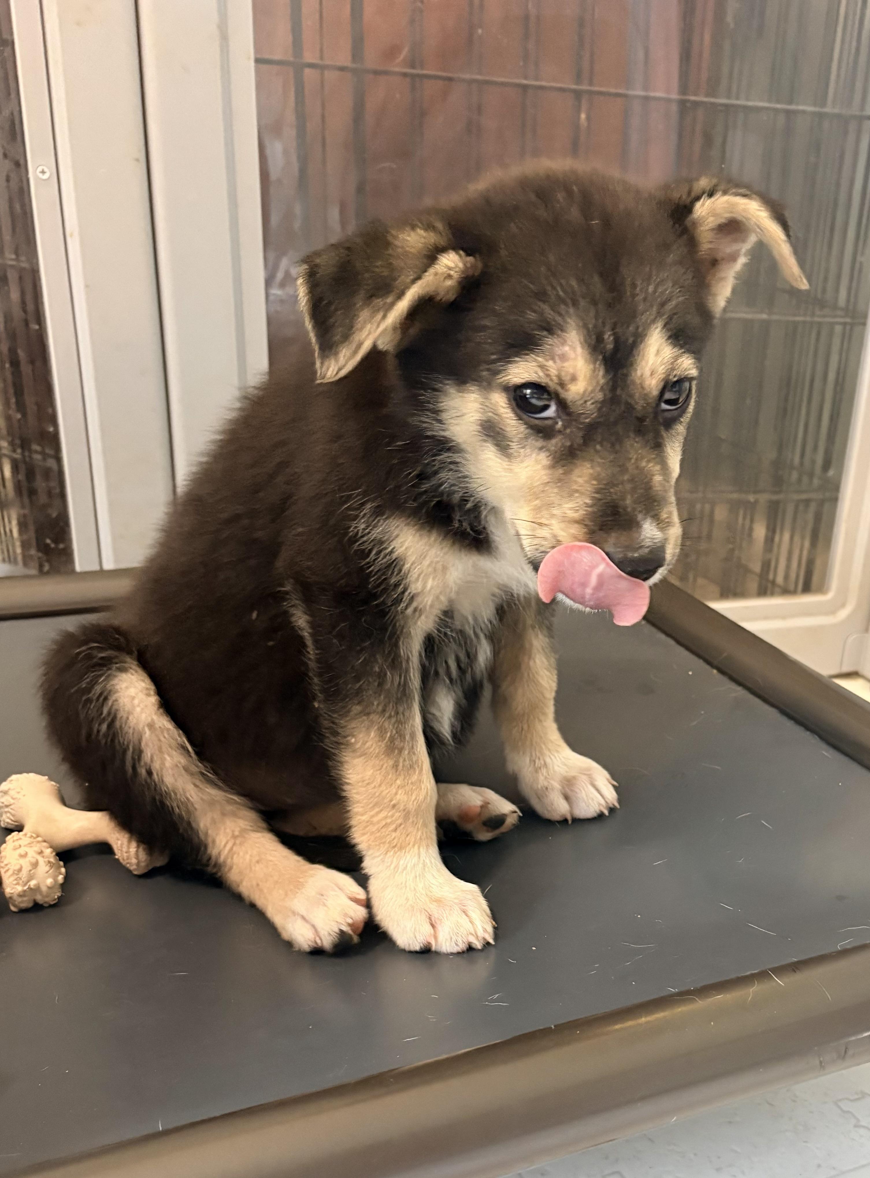 Enlarge Dolly, a ADOPTABLE mixed breed in Ooltewah, TN image 2/5