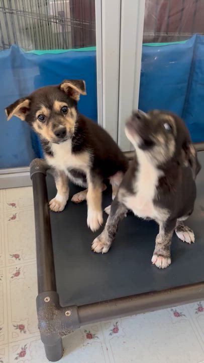 Enlarge Dolly, a ADOPTABLE mixed breed in Ooltewah, TN video 5/5