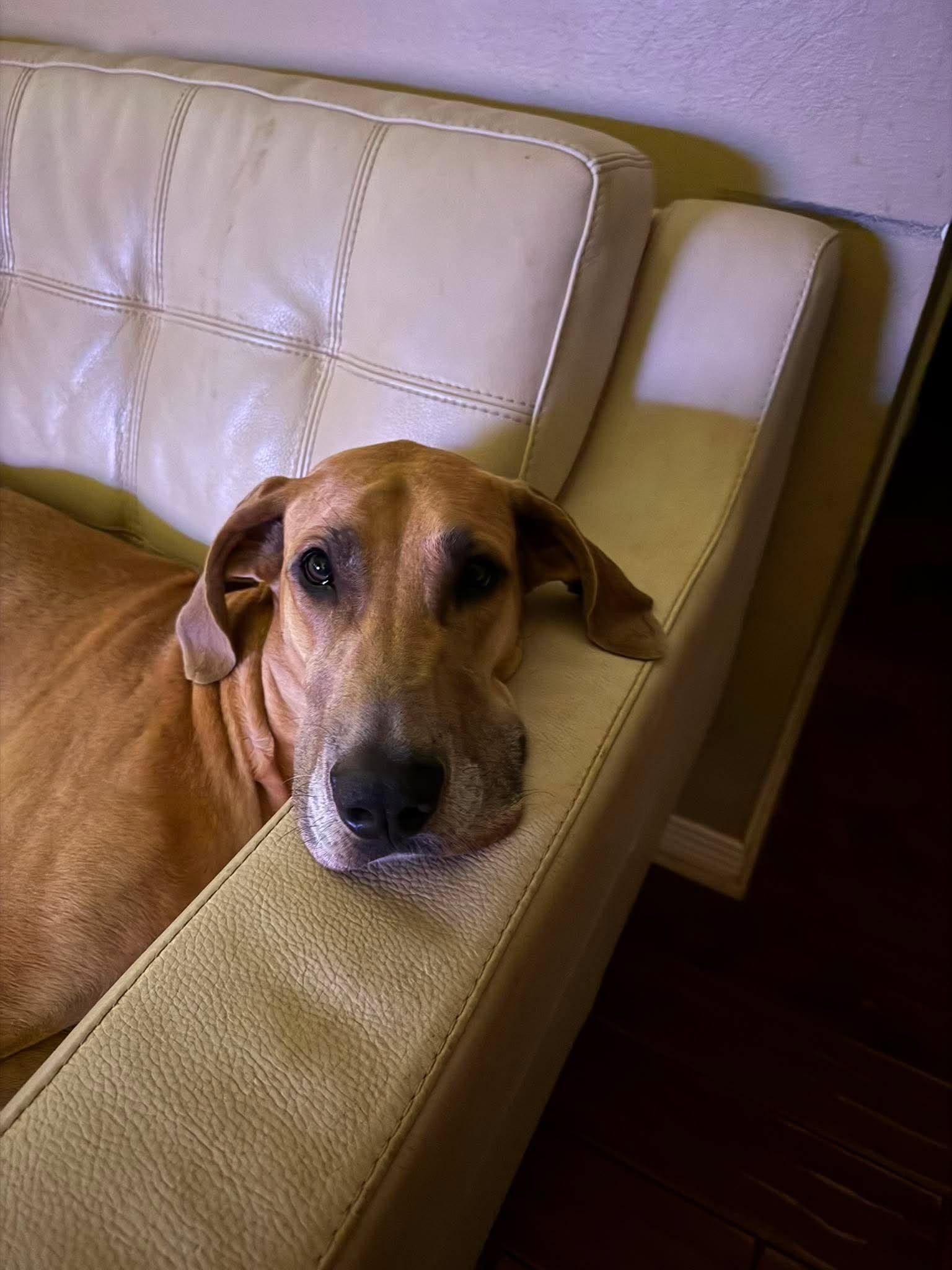 Thea, adopted, Adult Female Great Dane.