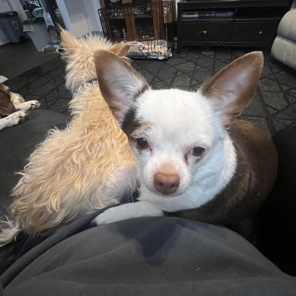 Maya, Adoptable, Adult Female Chihuahua & Chihuahua.