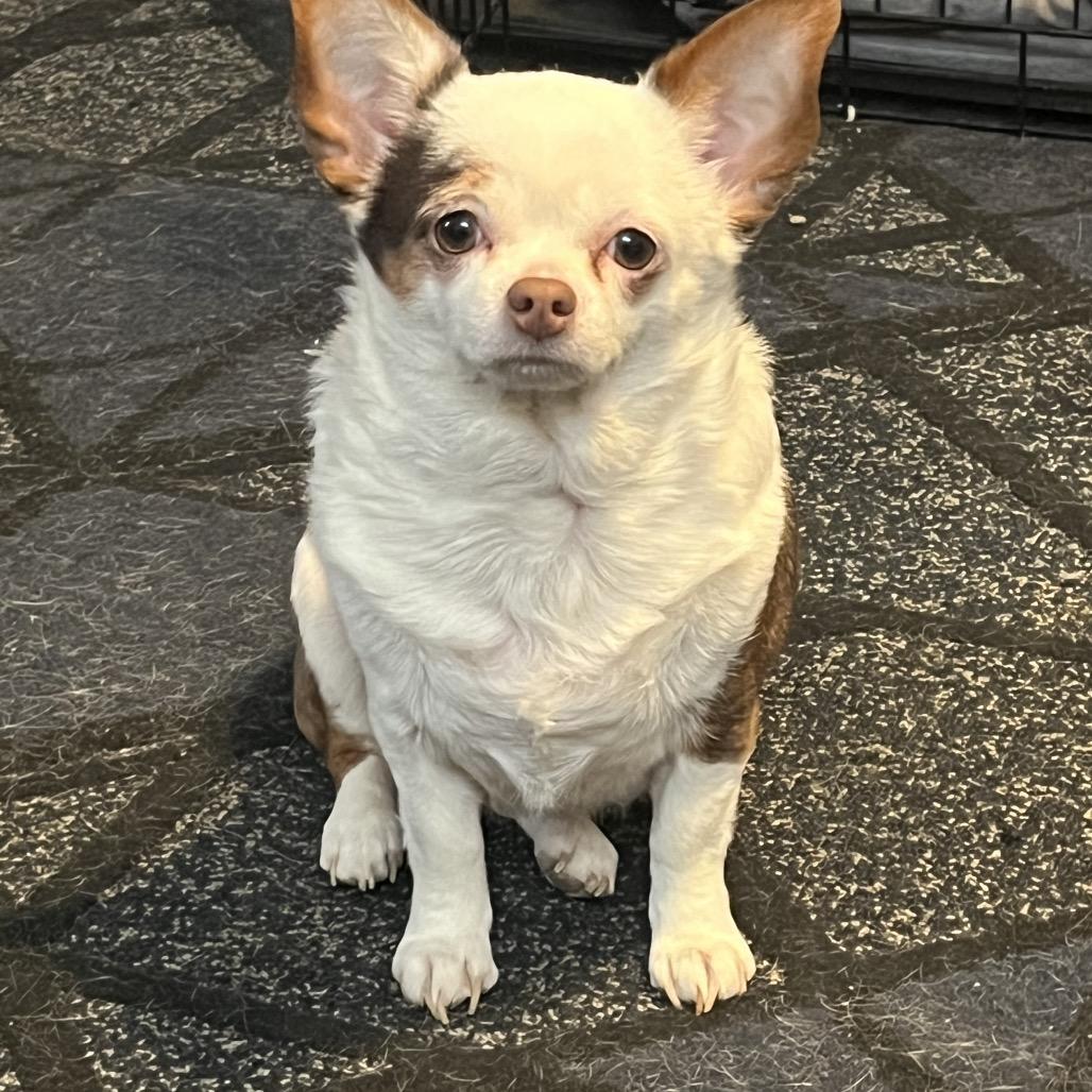 Maya, a Adoptable mixed breed in Farmersville, OH image 2/6