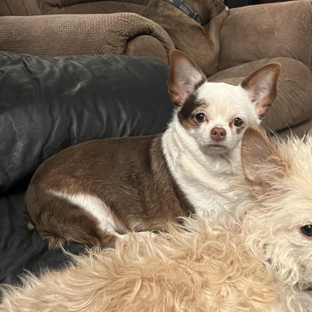 Maya, a Adoptable mixed breed in Farmersville, OH image 3/6