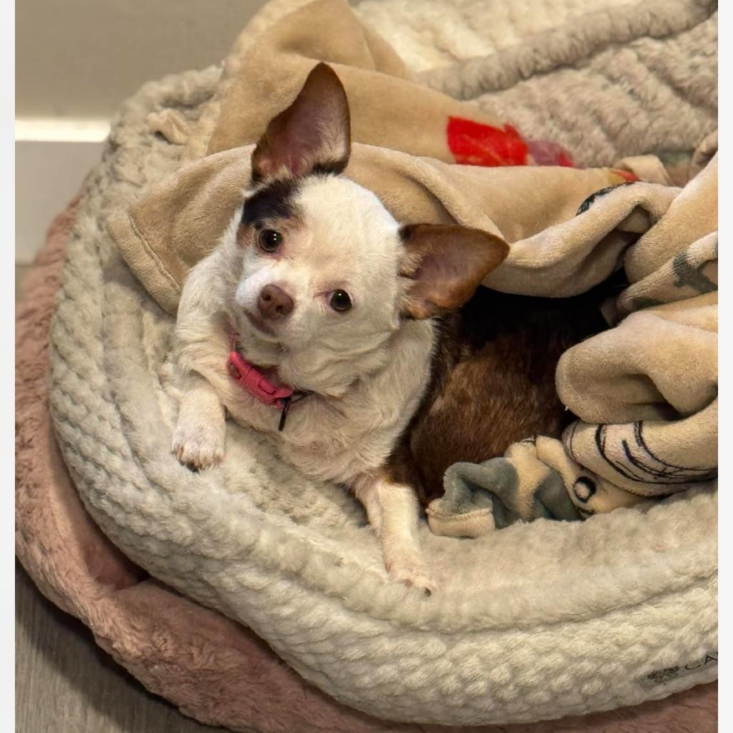 Maya, a Adoptable mixed breed in Farmersville, OH image 4/6