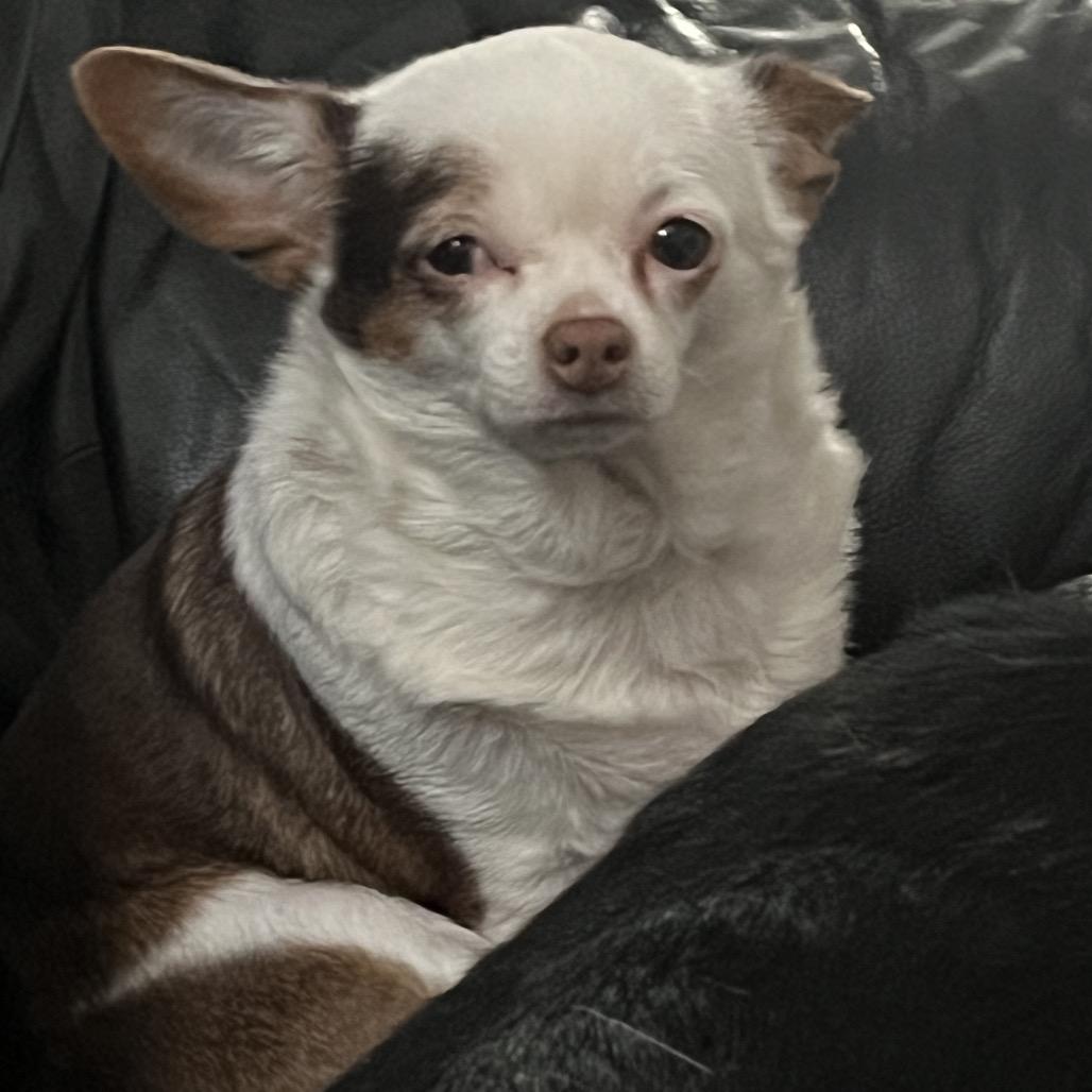 Maya, a Adoptable mixed breed in Farmersville, OH image 5/6